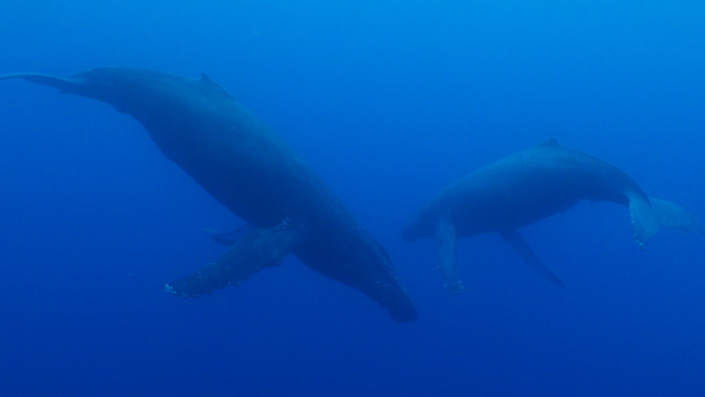 Two humpback whales encountered during the exploration.
